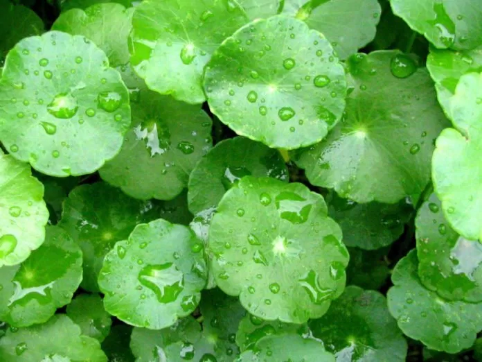 Rau má thanh lọc, giải nhiệt, lại trị được sẹo thâm, trị sẹo rỗ đáng ghét. Rau má