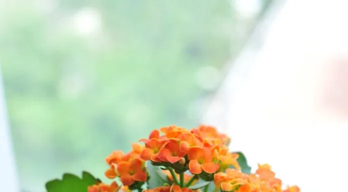 Chậu hoa