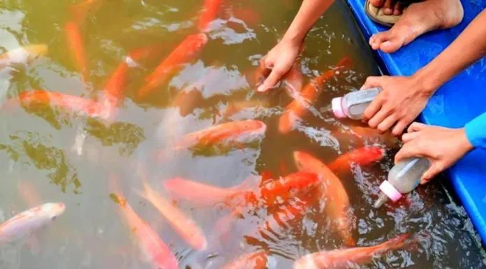 Khu du lịch Vinh Sang