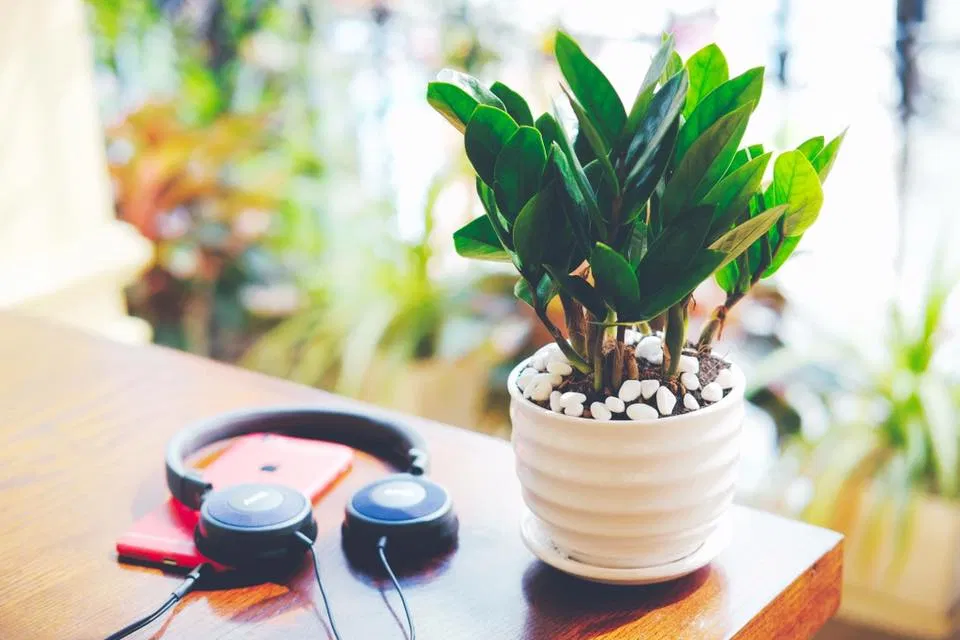 Qùa tết nguyên đán