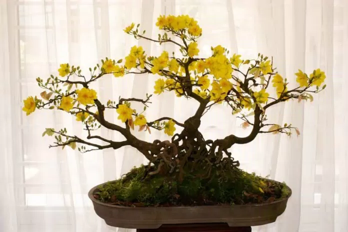 Qùa tết nguyên đán