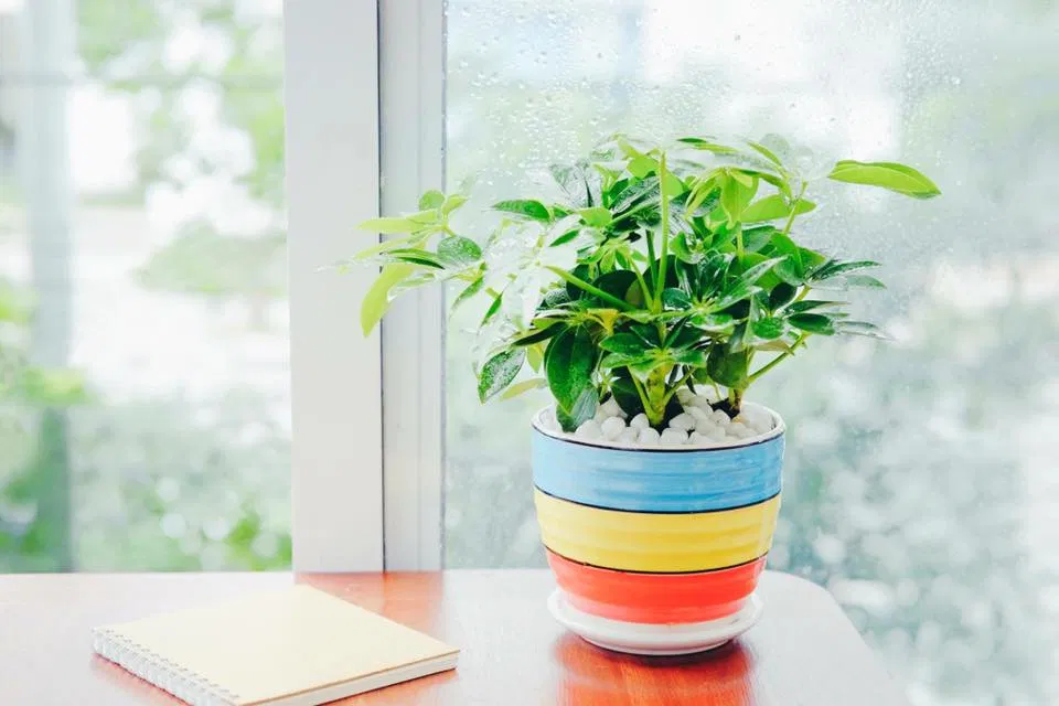 Qùa tết nguyên đán