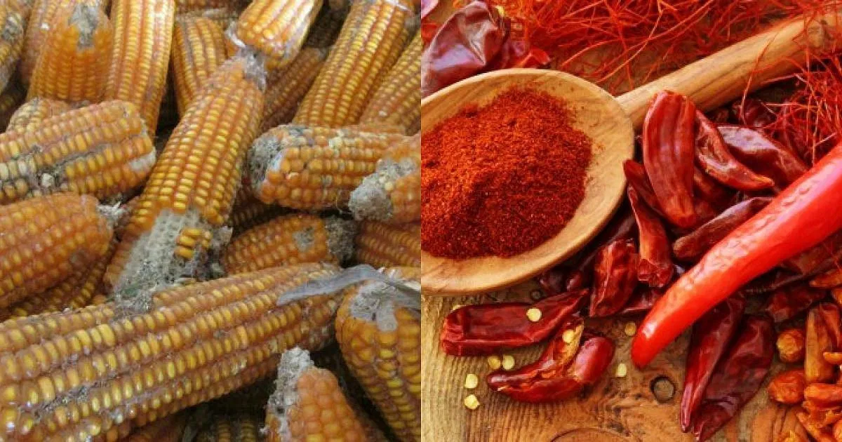 Thức ăn nhiễm aflatoxins