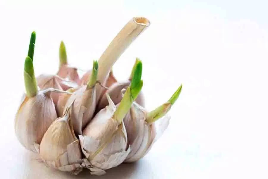 Tỏi lên mầm