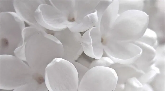 Mệnh Thủy hợp với màu gì?