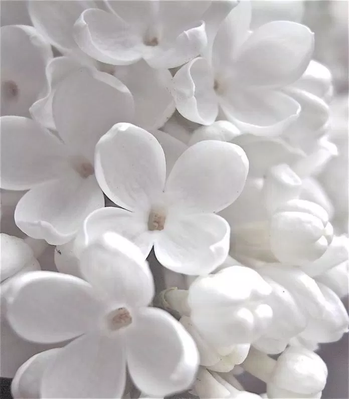 Mệnh Thủy hợp với màu gì?
