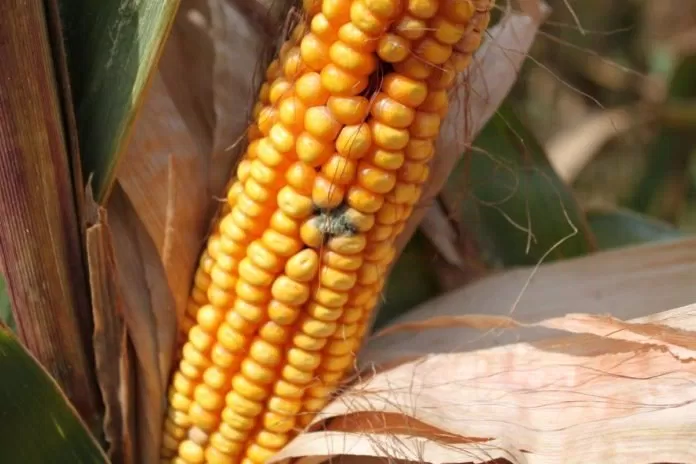 Nấm mốc