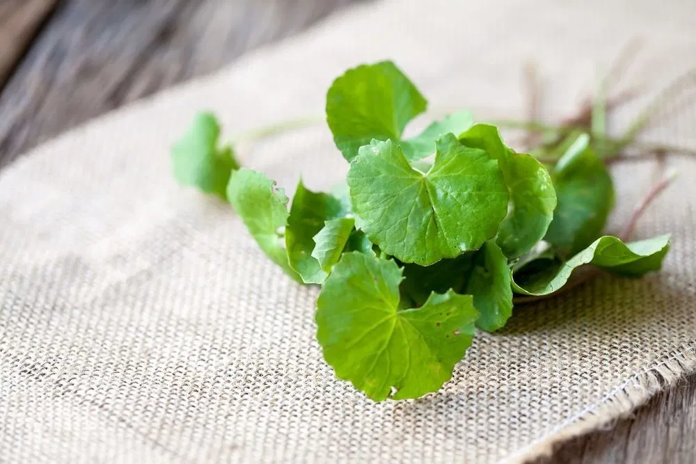 Tác dụng của rau má