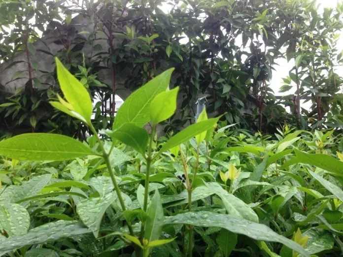 Cây vối