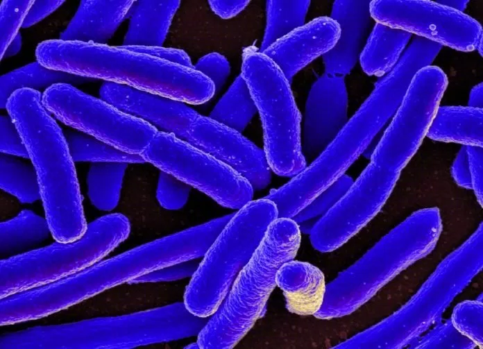 ecoli