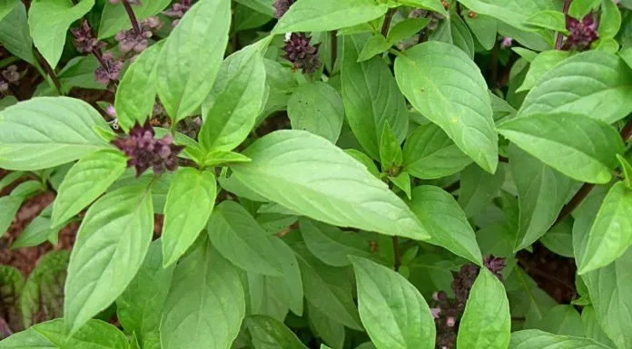 làm trắng răng