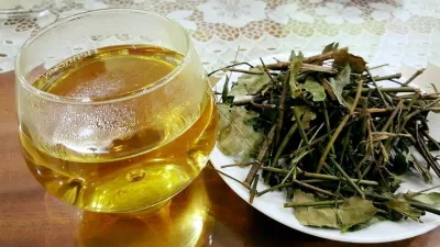 Nước lá vối