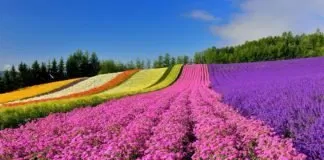 Top địa điểm đẹp tại Nhật