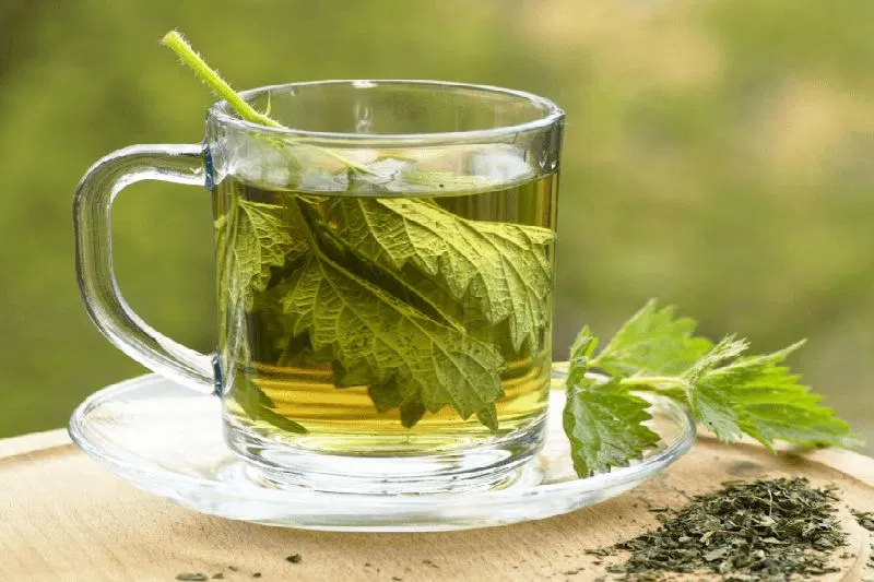 Trà cây tầm ma