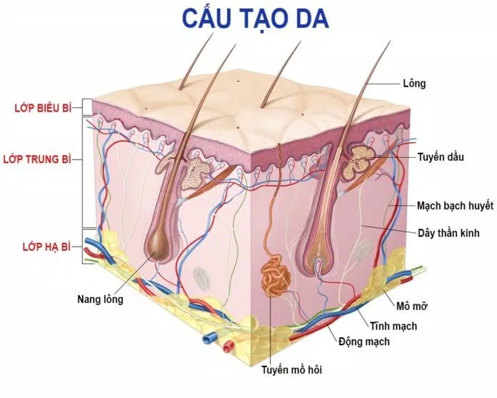 Cấu tạo của da người. (Nguồn: Internet) Cấu tạo của da người. (Nguồn: Internet)