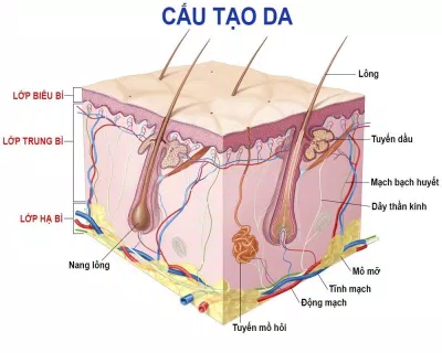 Cấu tạo của da người. (Nguồn: Internet) Cấu tạo của da người. (Nguồn: Internet)