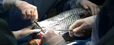 Cuộc phẫu thuật để cứu chú ngựa