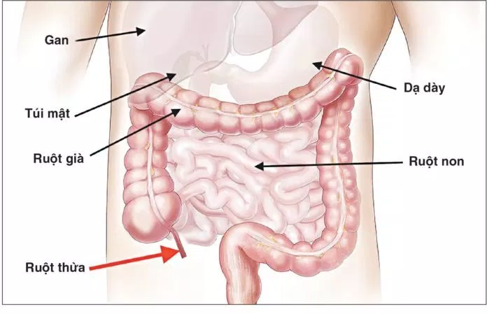 ruột thừa giải phẫu