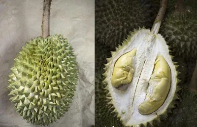 Sầu riêng chuồng bòc