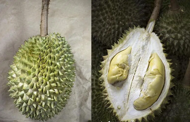 Sầu riêng chuồng bòc