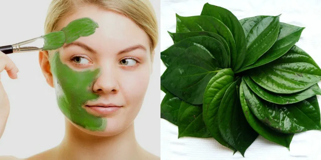 Trị nám da bằng lá trầu không