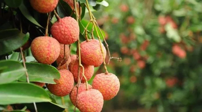 Công dụng của trái vải