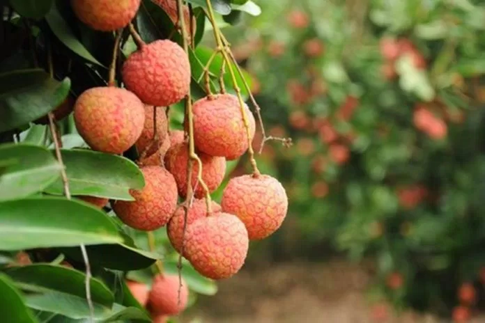 Công dụng của trái vải