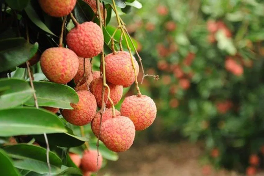Công dụng của trái vải