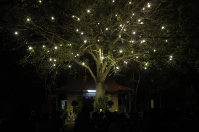 Cây bồ đề