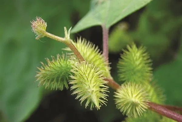 viêm mũi dị ứng