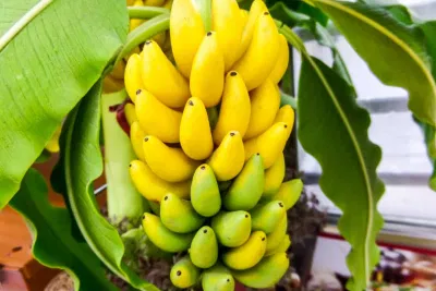Mẹo chữa tiêu chảy