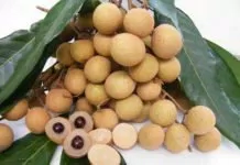Quả nhãn