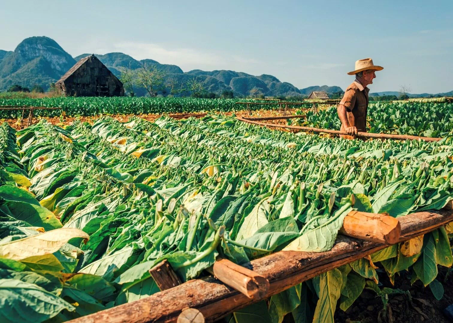 cánh đồng thuốc lá