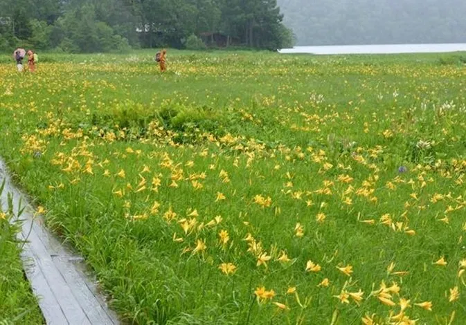 Hoa hiên vàng