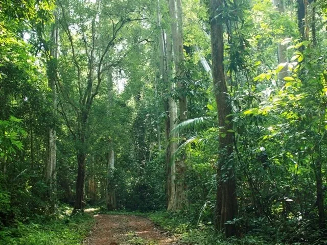 Rừng nhiệt đới