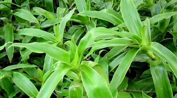 Cây lược vàng