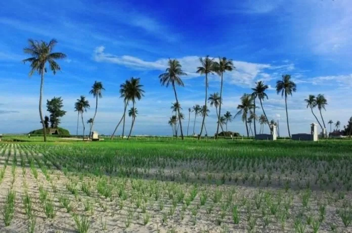 tỏi