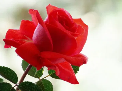 rose