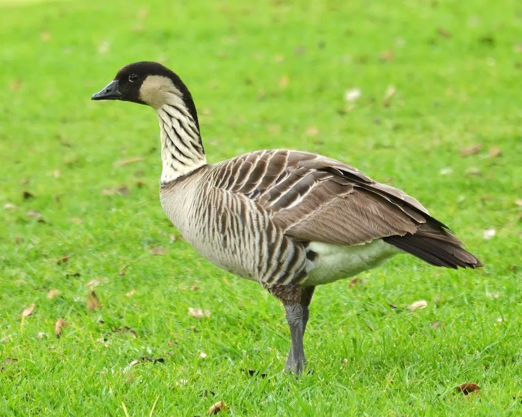 Ngỗng Nene