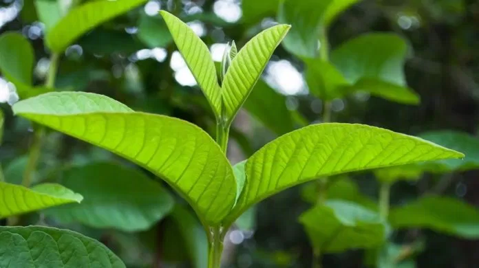 Uống trà lá ổi giảm cân