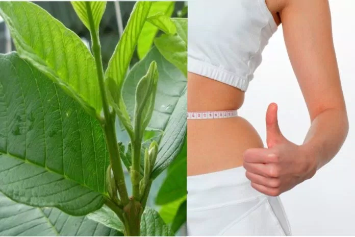 Uống trà lá ổi giảm cân