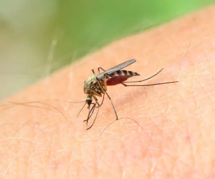 Muỗi Aedes