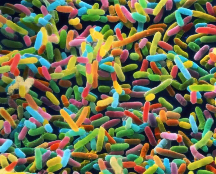 probiotic