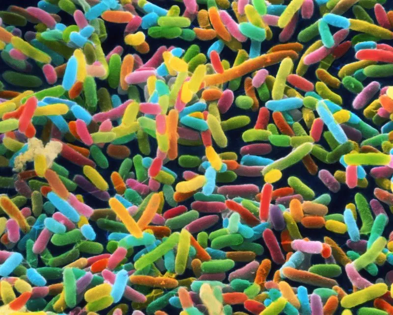 probiotic