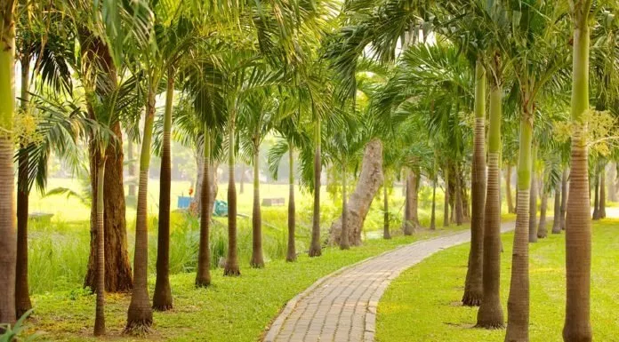 Lumphini Park