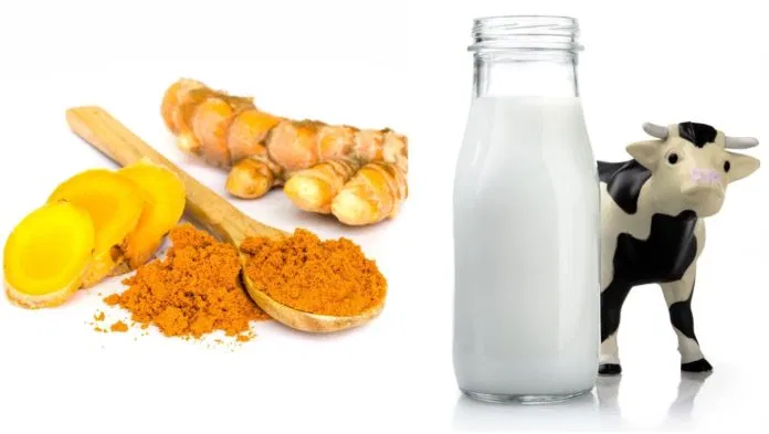 Kết hợp sữa tươi và tinh bột nghệ làm mặt nạ trị nám hiệu quả tức thì