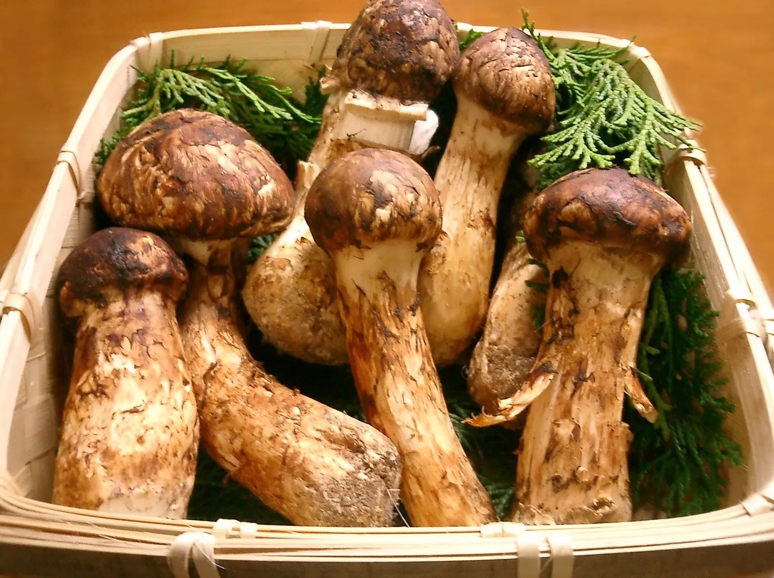 Nấm Matsutake Nấm Matsutake