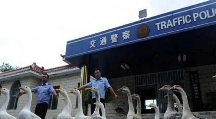 Ngỗng cảnh sát Ngỗng cảnh sát
