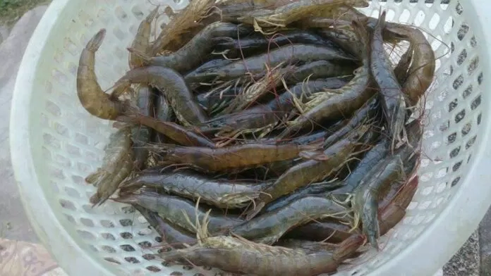 tôm đất