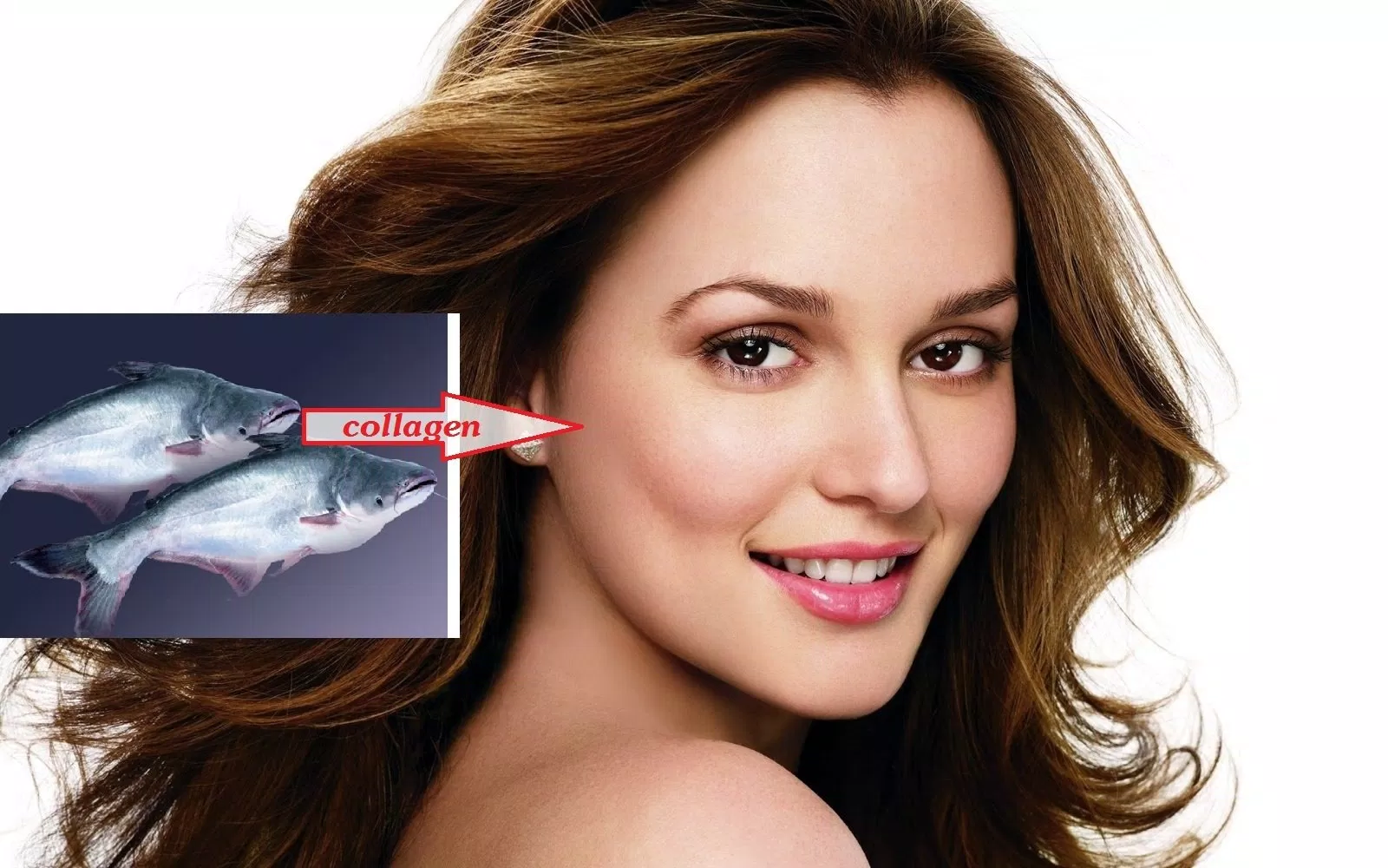 collagen từ da cá basa